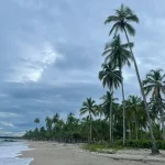 a beach with palm trees and a hut on the shore